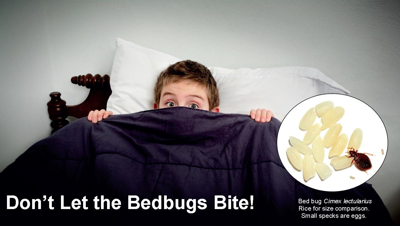 Don't Let the Bedbugs Bite Bluegreen Floor Care