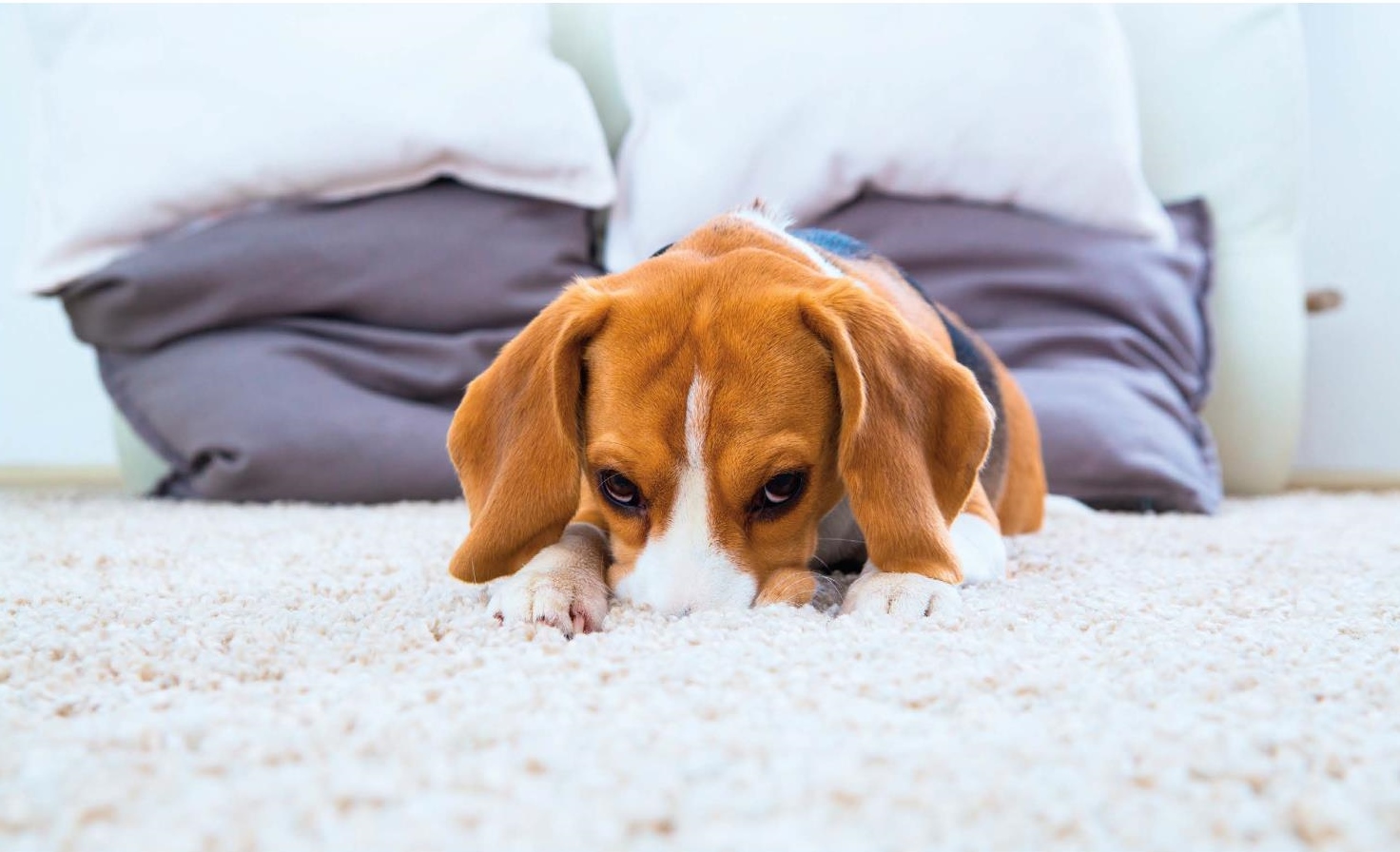 dog smell in carpet odor remover volatile organic compounds carpet smell what causes dog smell in carpet odor remover volatile organic compounds carpet smell what causes